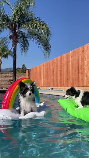 Adorable Corgi Poodle Floatie Fun on a Sunny Pool Day