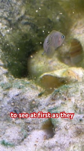 Feeding African shell dweller baby’s! #aquarium #fishkeepinghobby #fishtank #aquascape
