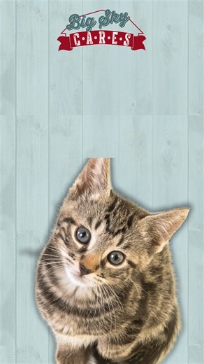 🐾 𝗬𝗼𝘂 𝗺𝗮𝗸𝗲 𝗲𝘃𝗲𝗿𝘆 𝗿𝗲𝘀𝗰𝘂𝗲, 𝗲𝘃𝗲𝗿𝘆 𝗿𝗲𝗰𝗼𝘃𝗲𝗿𝘆, 𝗲𝘃𝗲𝗿𝘆 𝘀𝗲𝗰𝗼𝗻𝗱 𝗰𝗵𝗮𝗻𝗰𝗲 𝗽𝗼𝘀𝘀𝗶𝗯𝗹𝗲. As we close out the year, we’re asking for your support to keep our lifesaving programs going—from low-cost spay/neuter and emergency medical care to transports and keeping families together. 💛 𝗬𝗼𝘂𝗿 𝘆𝗲𝗮𝗿-𝗲𝗻𝗱 𝗴𝗶𝗳𝘁 𝘁𝗿𝘂𝗹𝘆 𝗰𝗵𝗮𝗻𝗴𝗲𝘀 𝗹𝗶𝘃𝗲𝘀. 👉 Donate today and help us save even more animals in 2026: https://checkout.shelterluv.com/donate/BSKY o