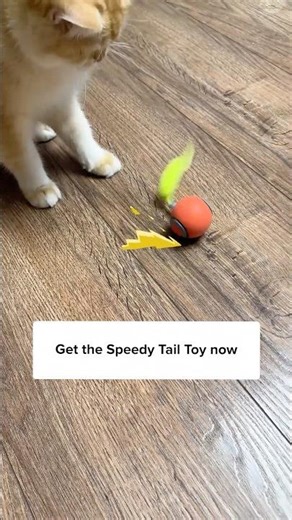 This kept my cats HOOKED #SpeedyTailToy