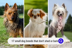 17 Small Dog Breeds That Don't Shed Or Bark (Pictures) - OodleLife®