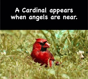 In many cultures and belief systems, the cardinal bird is believed to carry significant spiritual symbolism. Many people believe that seeing a cardinal bird is a message from a deceased loved one. In some belief systems, the cardinal bird is believed to represent the spiritual essence of the deceased, carrying a message from the beyond. It is believed that the cardinal bird is a sign of reassurance, a message that the departed loved one is still watching over those left behind. The cardinal bird