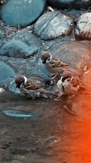 61291This Rare Sparrow Moment Might Disappear Forever… Watch Closely 🐦💧Three sparrows. One tiny wat