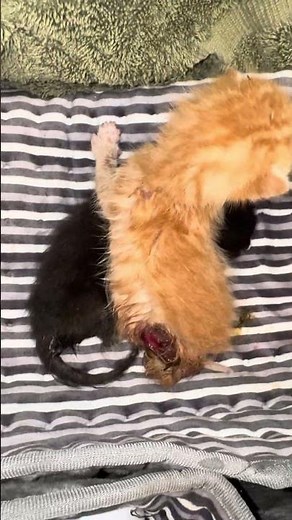 Helpless Newborns Eaten Alive By Maggots After Losing Their Mother [STORY BELOW]