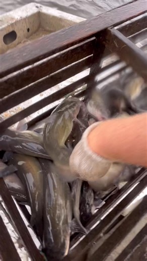 A little catfish trap action. Cheese for the win!! #fishing #catfish #trap #redbeard #deliciousfood #bait | Red beards catfish traps