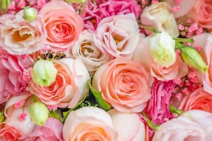 June Birth Flowers: The Sweet Symbolism of Roses & Honeysuckle | LoveToKnow