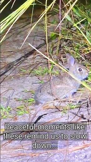 Baby Cottontail Rabbit in the Wild