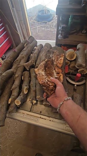 today's yard work, tomorrow's woodwork. Oklahoma Redbud wood