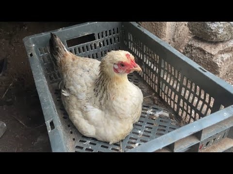 How to identify a broody Hen || The hen is sitting on the eggs ||
