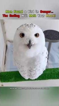 Man Found a Bird in Danger… The Ending Will Melt Your Heart! #shorts #animals #birds