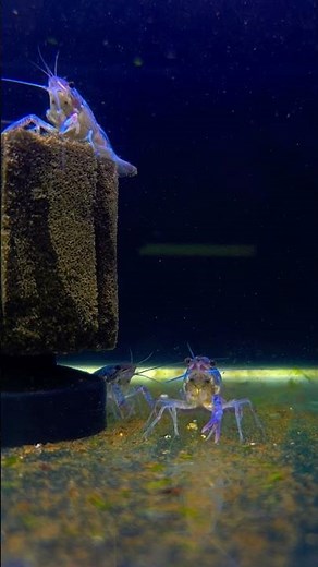 Blue Lobster – The Electric Blue Crayfish of Freshwater Tanks! 🔵🦞✨ #Shorts #LianaFish