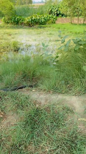 wow monkey 🐒 with cobra 🐍 | Wao Monkey