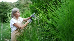 Senior adult gray haired woman in backyard gardening. Smiling mature old female cuts green bushes and trees with secateurs. A happy pensioner in a bathrobe and gloves works in the garden outdoors