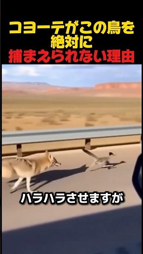 コヨーテがこの鳥を絶対に捕まえられない理由 #ロードランナー #コヨーテ