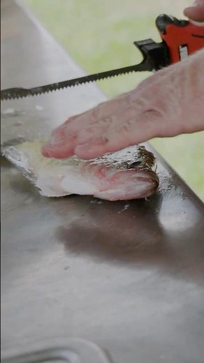 HOW to FILLET Crappie! (The Easy Way)