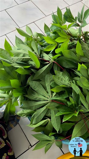 What do we do with all the cassava leaves? We make cassava leaf soup, of course!! 😁 As we say in Liberia, “La food is sweet oo!” #hope4liberia #westafrica #orphanaidliberia #orphanaid #WestAfricanFlavors #Liberia #liberianfood | Hope 4 Liberia Orphan Aid Ministry