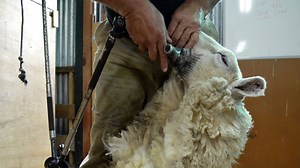 Sheep shearers from across the globe battle it out in New Zealand championship