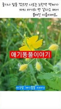 [바구멀 들꽃이야기] 애기똥풀