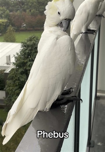 Cockatoo Feather Maintenance: Essential Care Tips
