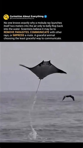 Mobula Ray's Incredible Leap Has Scientists Completely Baffled Forever