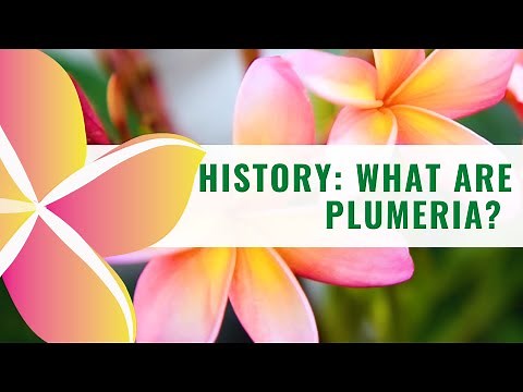History: What are Plumeria?