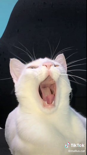 Cats Singing Opera: 2021 Musical Meowsters