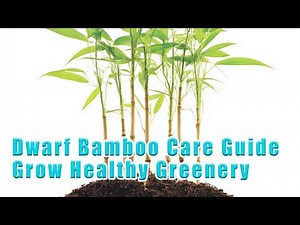 Dwarf Bamboo Care Guide: Grow Healthy and Elegant Greenery