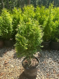 Golden Arborvitae Evergreen Shrub: Deer Resistant Privacy Hedge, Zones 5-8 - Etsy