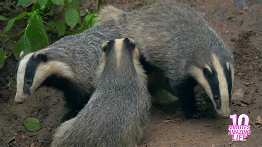A curious badger family foraging together