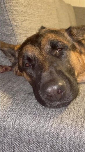 Sleepy German Shepherd Dog #viral #cute #cutedog #fypシ #shorts #funny #sleep
