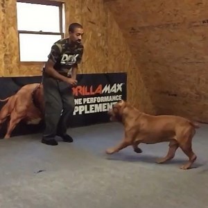 2.3M views · 29K reactions | The most incredible dog I ever seen with my own 2 eyes together we built a empire this dog gave me more then any bunch of words could explain we paced our own path together hard work dedication love and positive energy I’ll never be whole again feels like there is a hole in my soul without him  | DarkDynastyK9s | Facebook