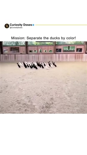 Curiosity Doses on Instagram: "Border Collies are known as the most intelligent dog breed in the world. They have an incredible ability to learn commands and associate words, gestures, or even specific sounds with certain actions. When we see a Border Collie separating white ducks from black ones, it’s not that the dog understands “colors” like humans do. Instead, it’s trained to recognize the trainer’s signals that indicate which group should be separated. The process works something like this: