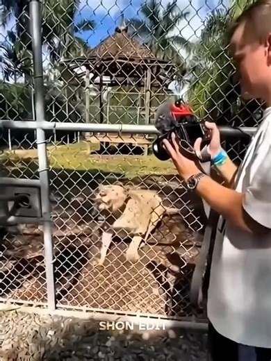 Humans vs Tigers: Shocking Encounters Caught on Camera 🐅#HumansVsTigers#Tiger