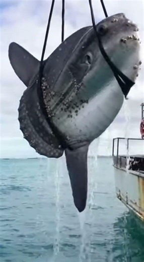 Sunfish getting saved and cleaned #rescue #amazing #animals #wildlife #ocean