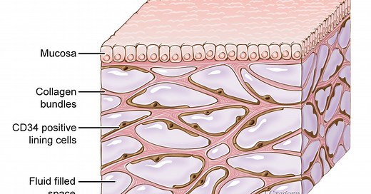 Scientists Have Discovered a New Organ in the Human Body. What is the Interstitium?