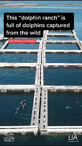 The six-month-long dolphin hunt in Taiji begins in less than one week. Help us take action by going to bit.ly/HelpJapansDolphins #DolphinProject | Dolphin Project