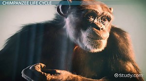 Chimpanzee Life Cycle | Overview & Stages - Video | Study.com
