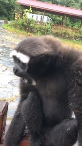 5.7K views · 29 reactions | What does a monkey calling like this signal? #fypシ #foryou #movieclips #movie #monkey ##gibbon | Animal World | Facebook
