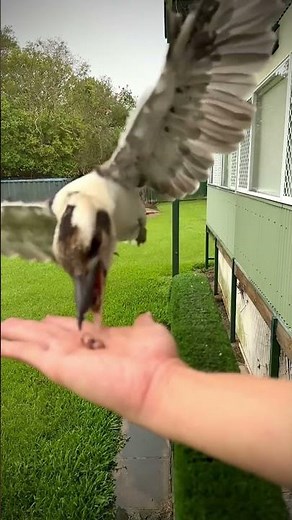 👑 KING KOOKABURRA 🎯 #kookaburra #birds #animals #nature