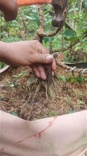 Gradual root pruning of bonsai #shorts #shortsfeed #shortvideo #bonsaitree #art