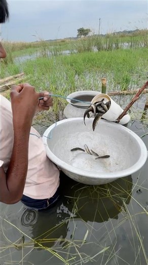 Unbelievable Traditional Fishing in Bangladesh 🇧🇩 | Amazing Fish Catch by Hand | Village Life USA