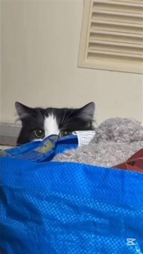 初子猫出 #ねこのいる生活 #ねこ動画 #cat #みゃおです