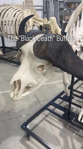 Did you know the Cape Buffalo/African Buffalo are Refered to as “Black Death” due to their extremely dangerous personality to both humans and other animals? When you visit the @museumofosteology you can see this beautiful articulation on display! #capebuffalo #blackdeath #buffalo #africanbuffalo #africa #buffalo #skeleton #articulation #education #skulls #skullsunlimited #fyp #skeletonmuseum