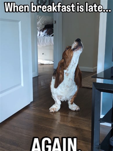 Hilarious Basset Hound Howling Moment