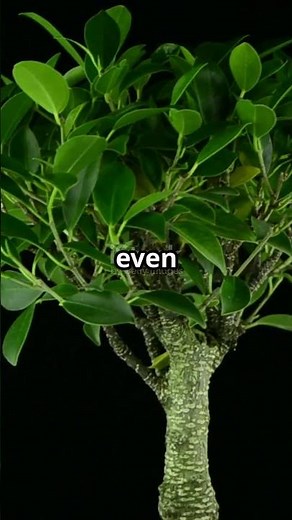 Did you know some plants actually dance?