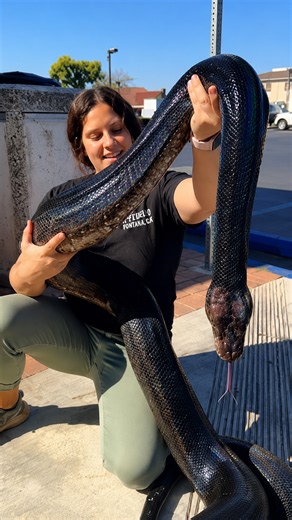 This enormous black python reveals stunning rainbow colours beneath the sunlight