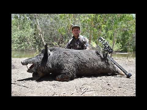 CRAZY AUSTRALIAN BOW HUNTING HUGE FERAL PIGS