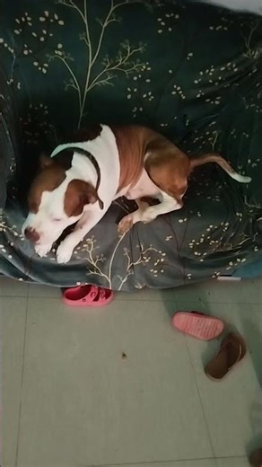 ay mi chadri todo travieso