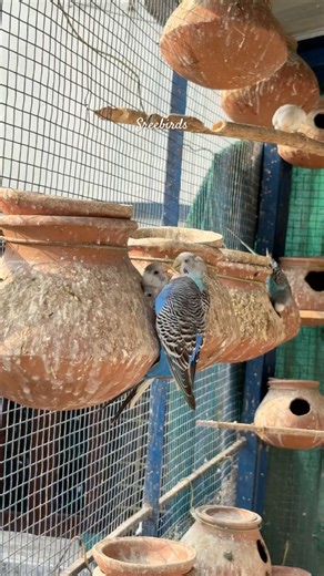 Hungry Chicks Feeding 🕊️🐣#birds#lovebirds #parrot#budgies #birdsounds#shorts #birdbreeding #chicks