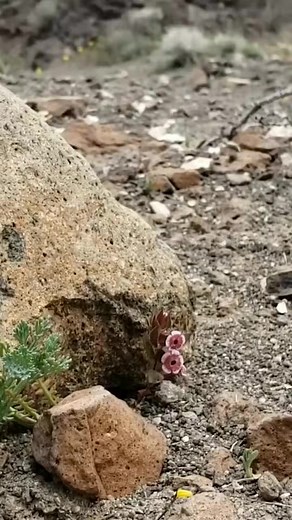 159K views · 3.2K reactions | What do these guys go to school for anyway?? #plant #botany #nature #study #viral #reels | Crime Pays But Botany Doesn't | Facebook